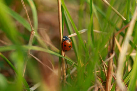 Ladybug on grassの写真素材