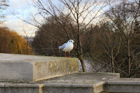 Birds seating on a fence by the river in London