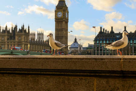 Big Ben with bridge and with flying birdsの写真素材