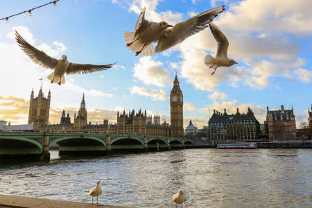 Big Ben with bridge and with flying birds
