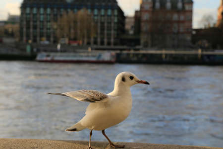Big Ben with bridge and with flying birdsの写真素材
