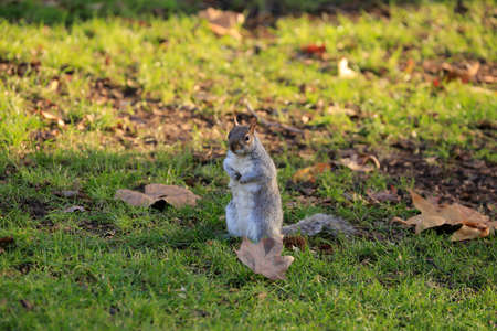 Squirrel on the grass from Londonの写真素材