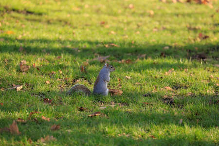 Squirrel on the grass from Londonの写真素材
