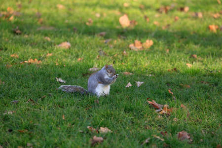 Squirrel on the grass from Londonの写真素材