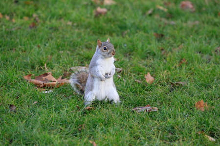 Squirrel on the grass from Londonの写真素材