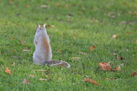 Squirrel on the grass from London