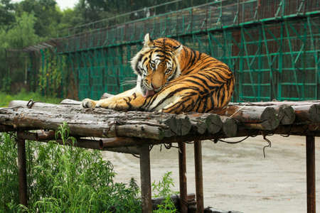 Tiger has decided to lay down, have a restの写真素材