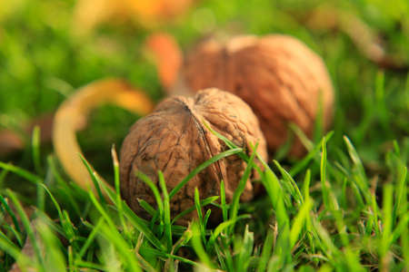 Autumn harvest of walnuts gathered on green grass in the garden, with square aspect ratioの写真素材