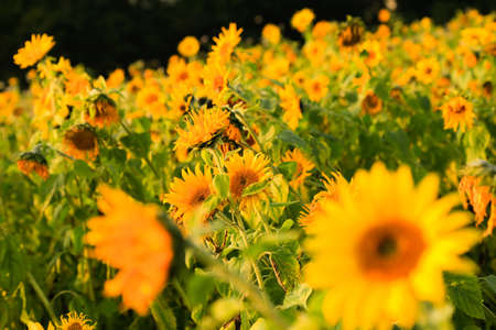 Field of blooming sunflowers on a background sunset, summer landscape,の写真素材