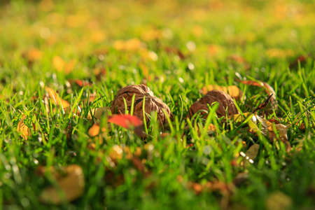 Autumn harvest of walnuts gathered on green grass in the garden, with square aspect ratioの写真素材