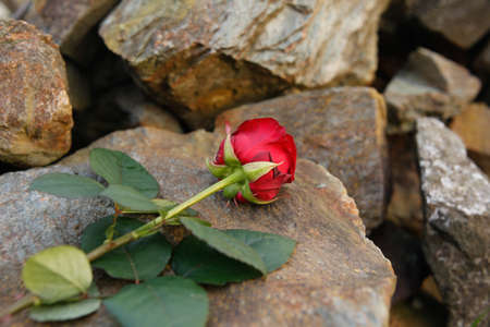 Large red rose in a green grassの写真素材