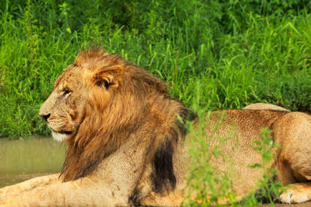 Lion laying on the grass