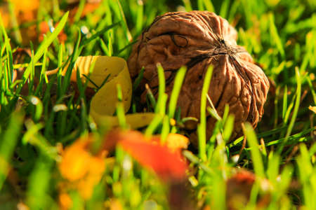 Autumn harvest of walnuts gathered on green grass in the garden, with square aspect ratioの写真素材