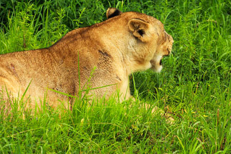 Lioness Resting in grassの写真素材