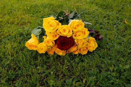 Large red rose in a green grassの写真素材