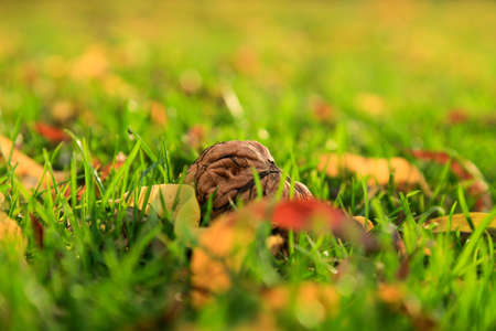 Autumn harvest of walnuts gathered on green grass in the garden, with square aspect ratioの写真素材