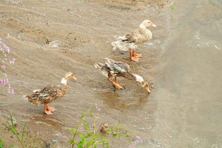 Mallard duck on shoreline of beach bending and taking a drinkの写真素材
