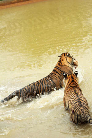 Tigers are playing in the water