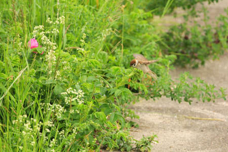Sparrow standing in spring green grass