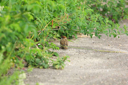 Sparrow standing in spring green grassの写真素材