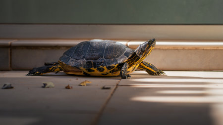 Turtle landed on a gray surface outsideの写真素材