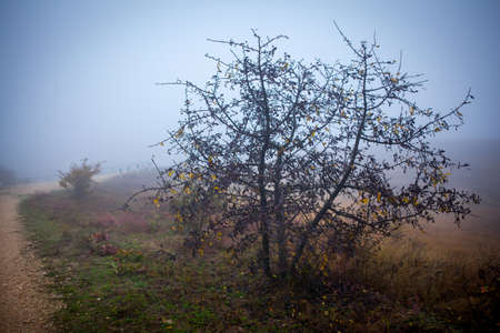 Landscape Karadag National park near Koktebel, Crimeaの写真素材