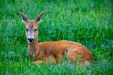 Roe Deer laying in the green grassの写真素材