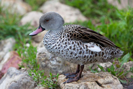 Confident Female Mallard Duck with Green Background Selective Focusの写真素材