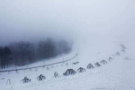 Morning fog in a deserted winter Parkの写真素材