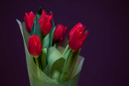 bouquet of red tulips on a purple background. Selective Focusの写真素材
