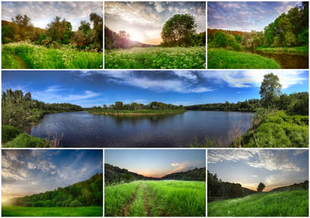 Set summer forest landscape at sunset