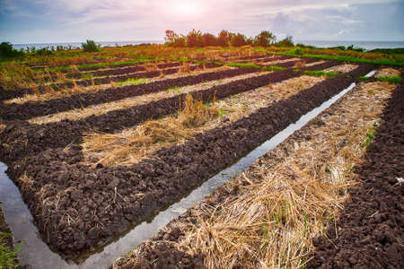 Green Terraced Rice Field in Bali, Indonesia at sunsetの写真素材