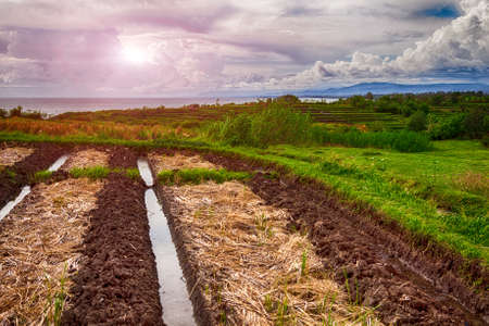 Green Rice Field in Bali, Indonesia. at sunset overlooking the ocean