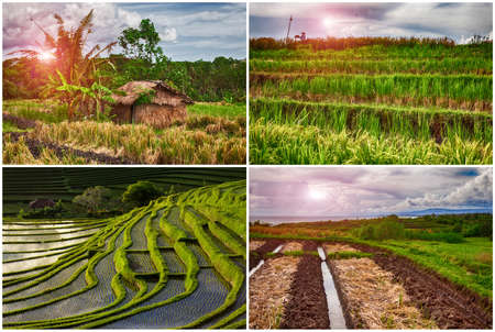 Set. green Rice Field at sunset. beautiful old hut.の写真素材
