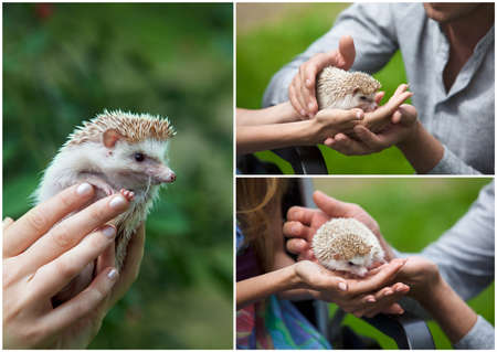 Set. small prickly hedgehog in the hands of peopleの写真素材