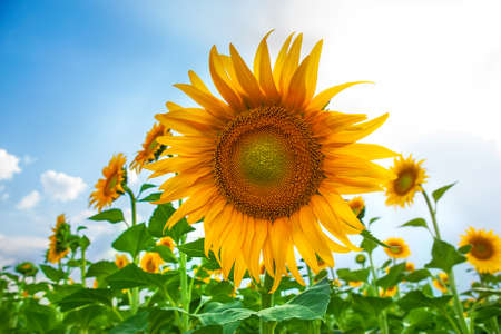 sunflowers field with blue sky closeup high qualityの写真素材
