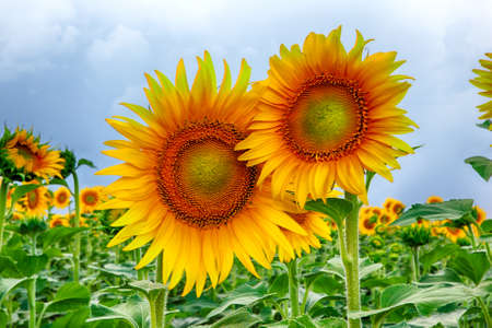 field of yellow sunflowers against the blue evening skyの写真素材