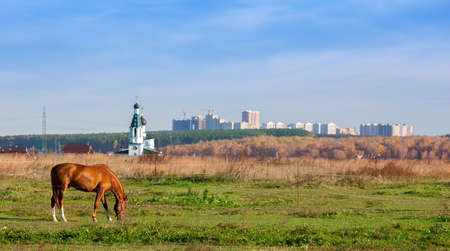 horse grazing in a field on the background of the Church and the residential areaの写真素材