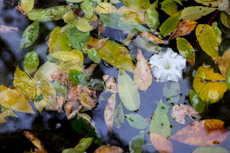 rain puddle with fall leavesの写真素材