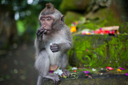 The monkey sit in the forestの写真素材