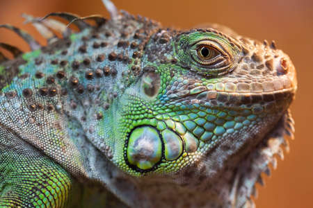 Closeup of green Iguanaの写真素材