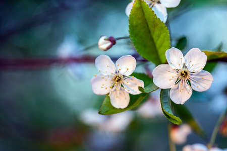 Cherry white flowers on a tree branch. Flowering season. Selective focusの写真素材