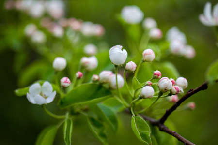 White with pink flowers of the cherry blossoms on a spring day in the park