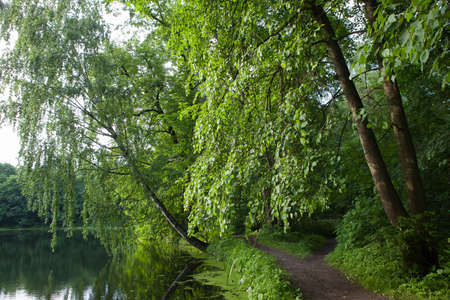 The path in the green forest. Summer Deciduous Forest Trees.の写真素材