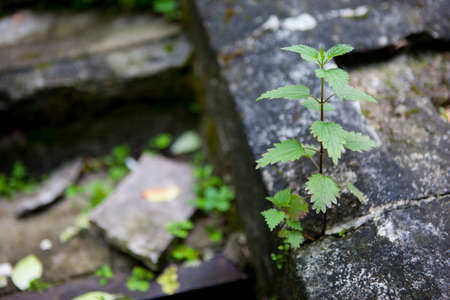 A green nettle growing in the gardenの写真素材