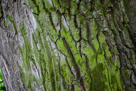 Weathered wood textured background with green mossの写真素材
