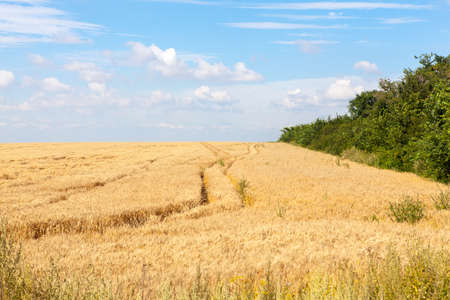 Golden wheat field with blue sky in backgroundの写真素材