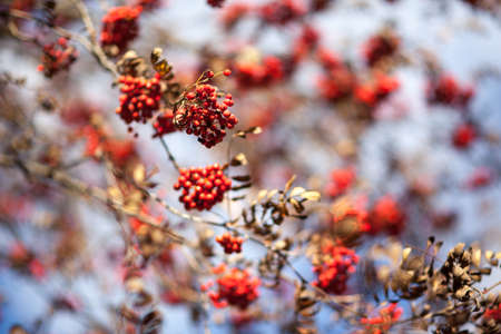 viburnum berry, tree in autumn.の写真素材