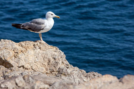 Close up view of Seagull portrait against sea shore. A white bird sitting on a rock by the beach. natural blue water background.の写真素材
