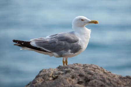 Close up view of Seagull portrait against sea shore.の写真素材